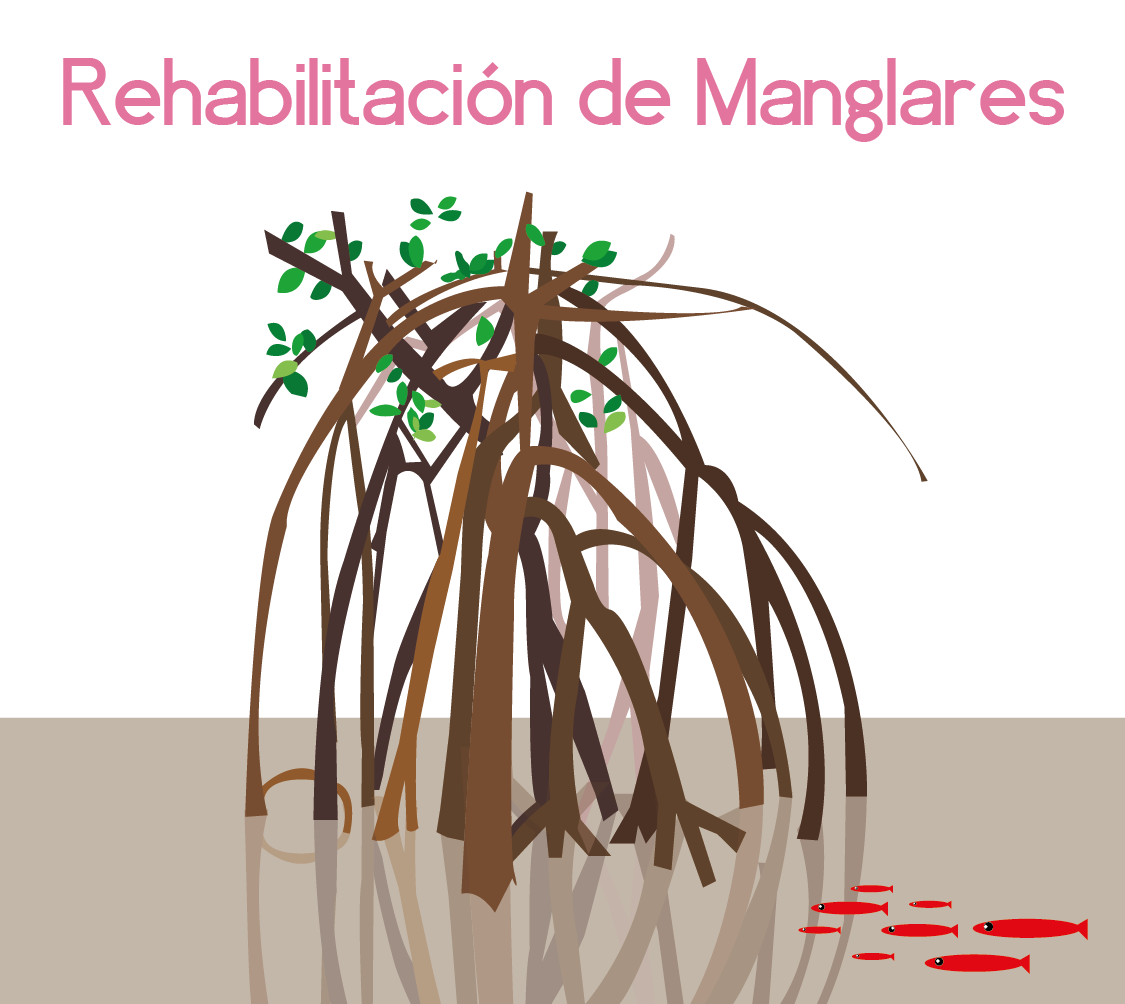 Rehabilitación de Manglares en Quintana Roo