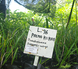 Catálogo de plantas