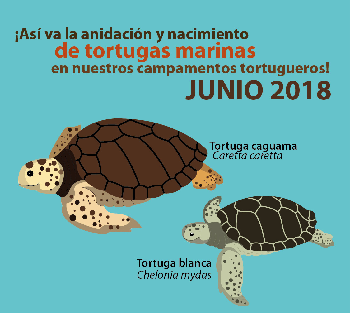 Primeras tortugas nacidas en junio 2018