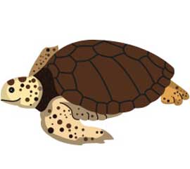 Inicio Temporada de Anidación de Tortugas Marinas 2017