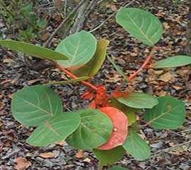 Monitoreos de Especies Reforestadas