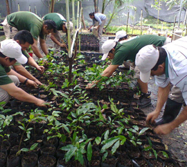 Producción de mangle
