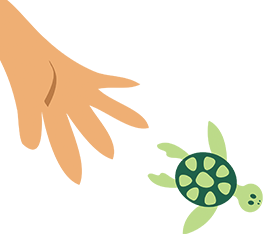 Tortugas Marinas