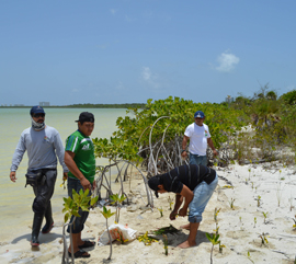 Reforestaciones