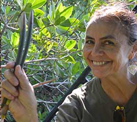Avances del Proyecto Manglar en 2015